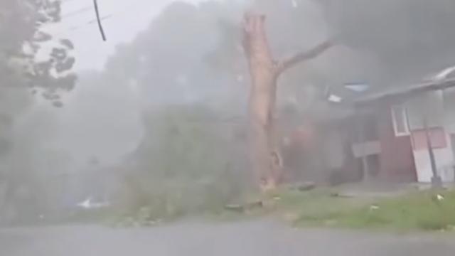 bão số 5