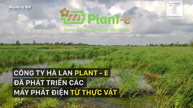 Phát minh giúp thu hoạch điện từ... cây trồng