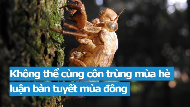 Không thể cùng côn trùng mùa hè bàn luận về băng tuyết