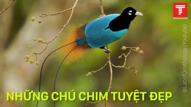 Những loài chim đến từ thiên đường