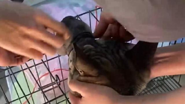 Con chó bị trói tại Trường THPT Kiến An được giải cứu