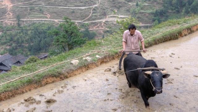 Trung Quốc: Khủng hoảng lương thực và nguy cơ từ bên trong