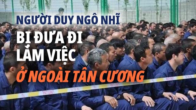 Người Duy Ngô Nhĩ bị đưa đi làm việc ở ngoài Tân Cương. Số lượng hàng chục ngàn người